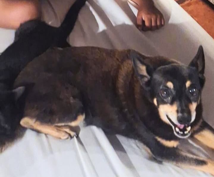 Família procura por cadelinha Preguiça, desaparecida desde o dia 2